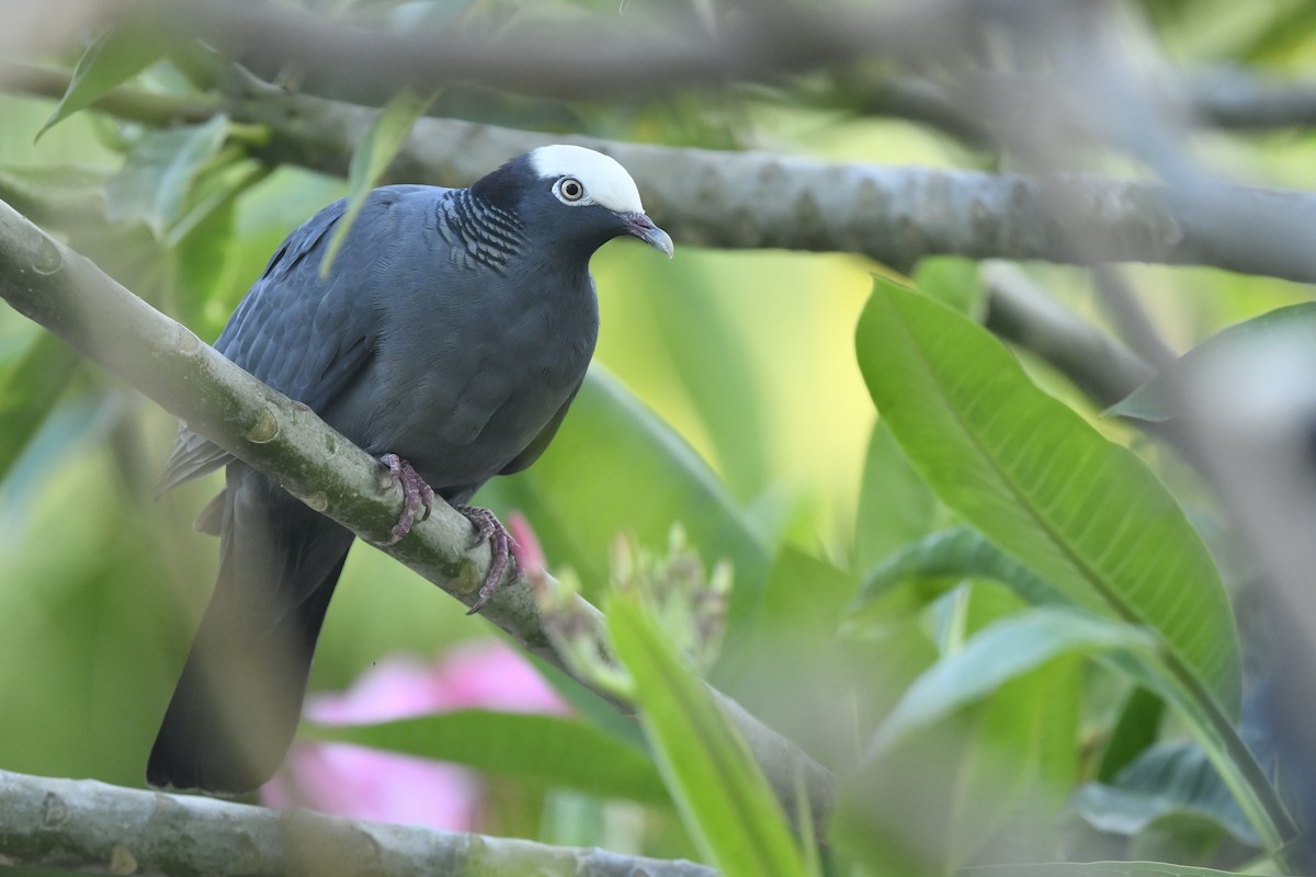 White-crowned Pigeon - ML342953251