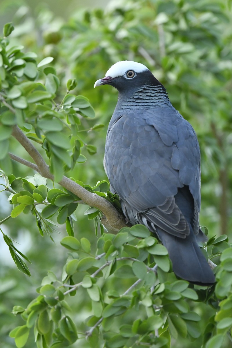 White-crowned Pigeon - Jonathan Irons