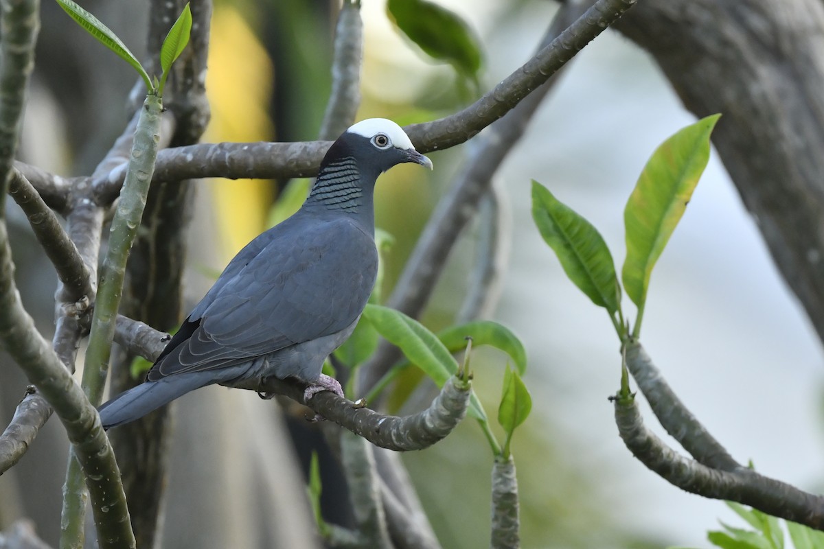 White-crowned Pigeon - ML342953281