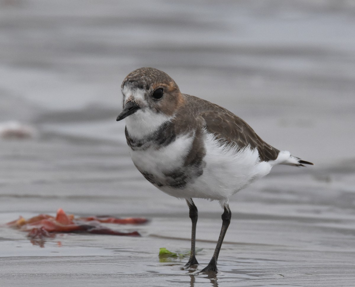 Two-banded Plover - ML342956641