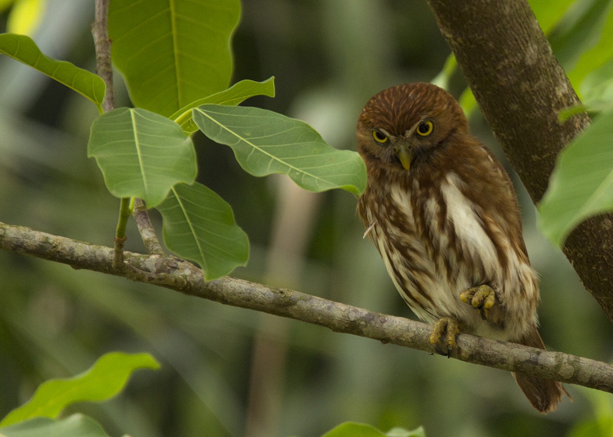 Ferruginous Pygmy-Owl - José  Esquivel