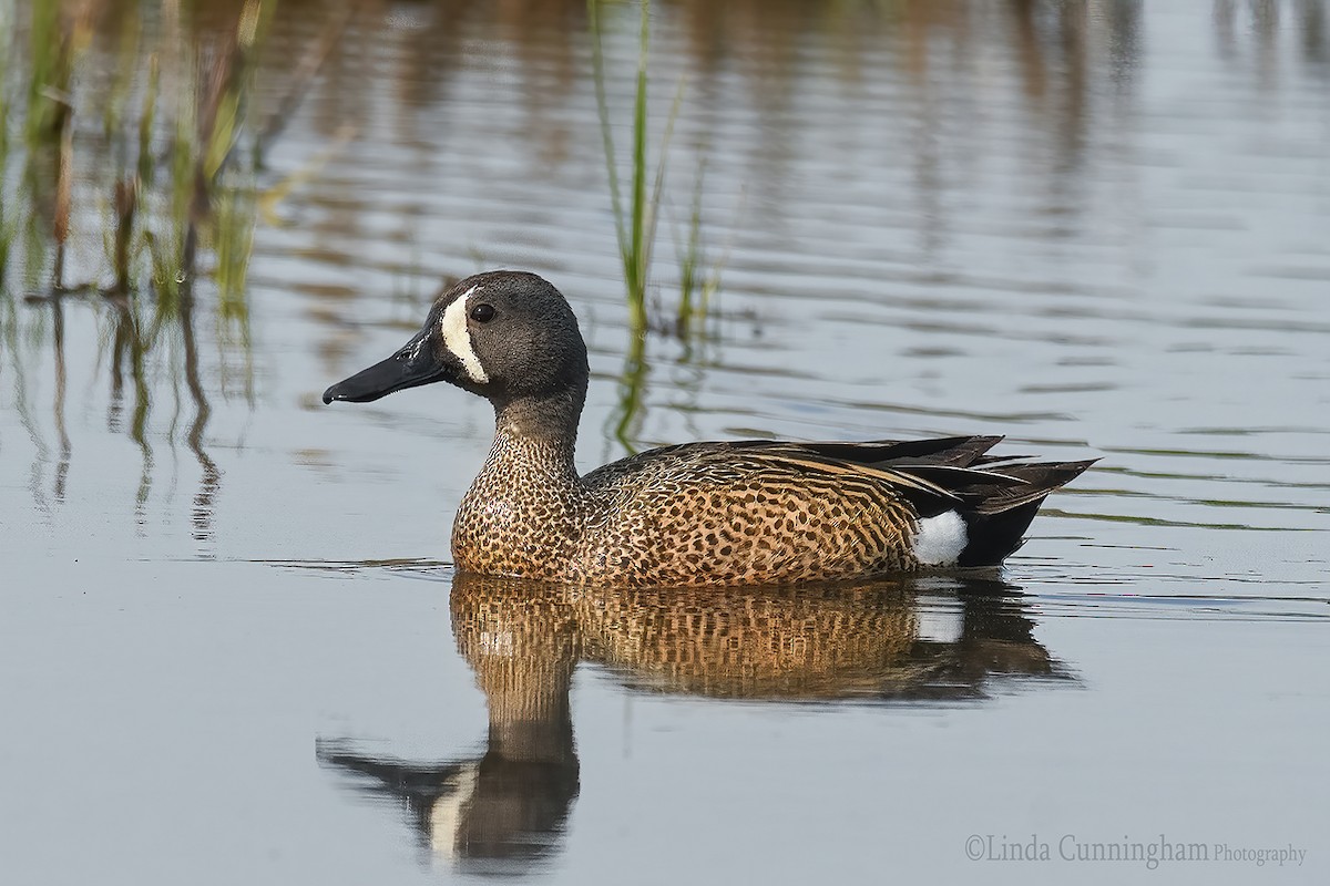 Blue-winged Teal - ML342963581