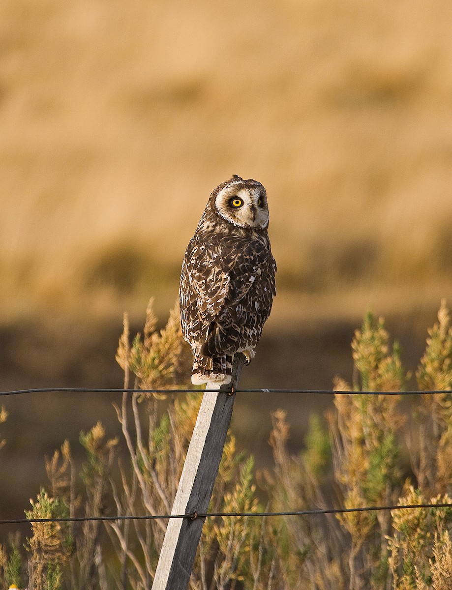 Short-eared Owl - ML342965111