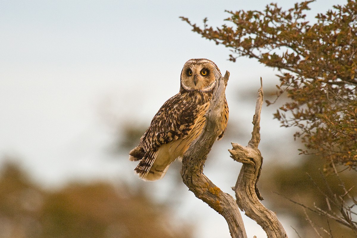 Short-eared Owl - Michel Gutierrez