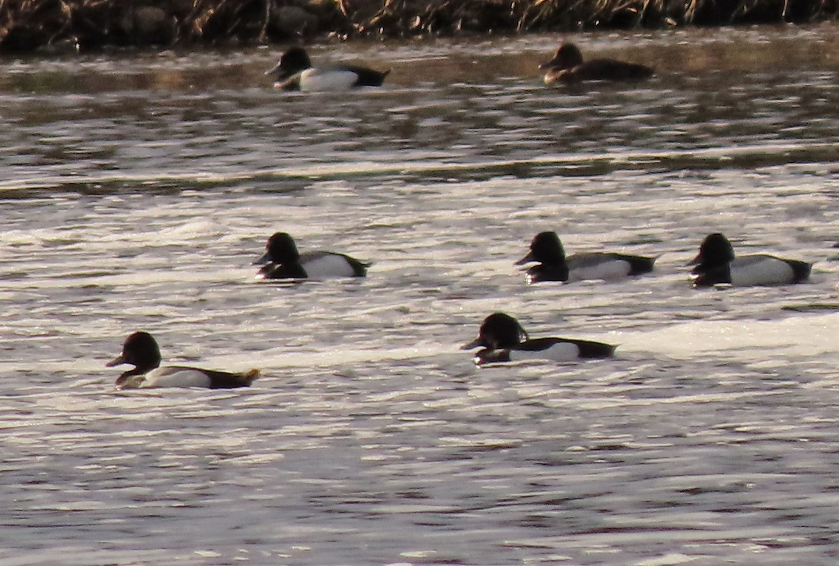 Tufted Duck - ML342969321