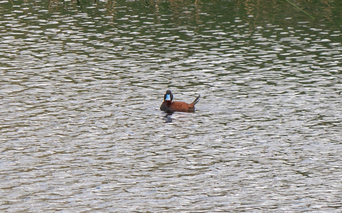 Andean Duck (ferruginea) - ML34296981