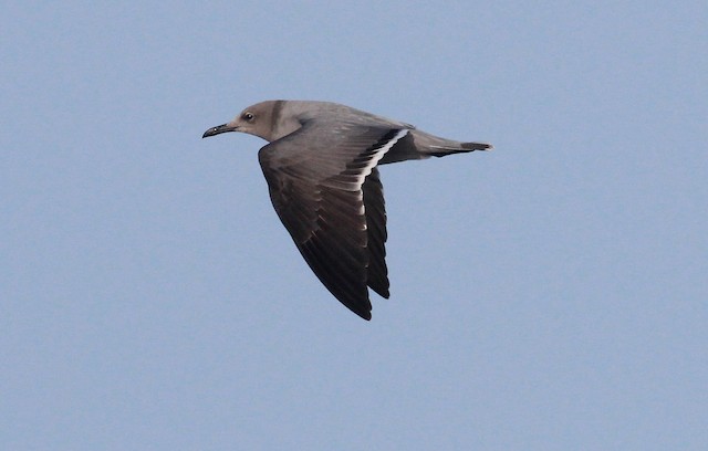 Definitive Basic Gray Gull - Gray Gull - 