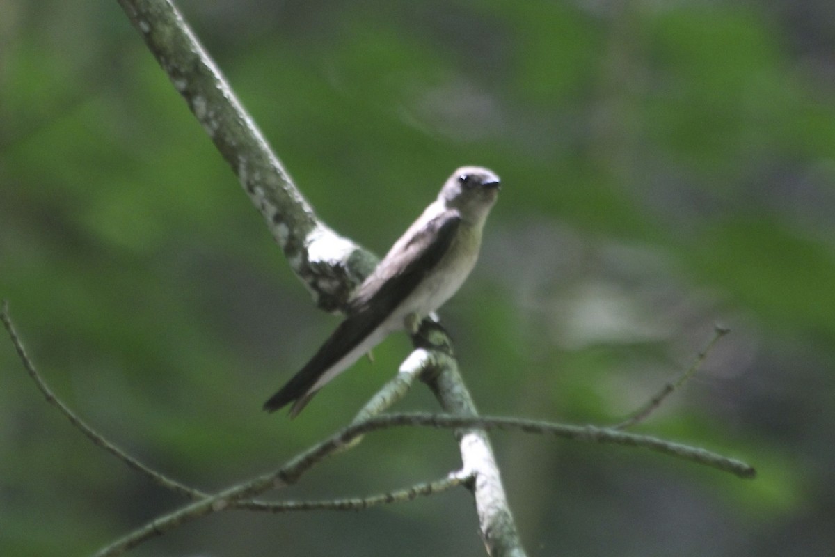 Northern Rough-winged Swallow - David Marjamaa