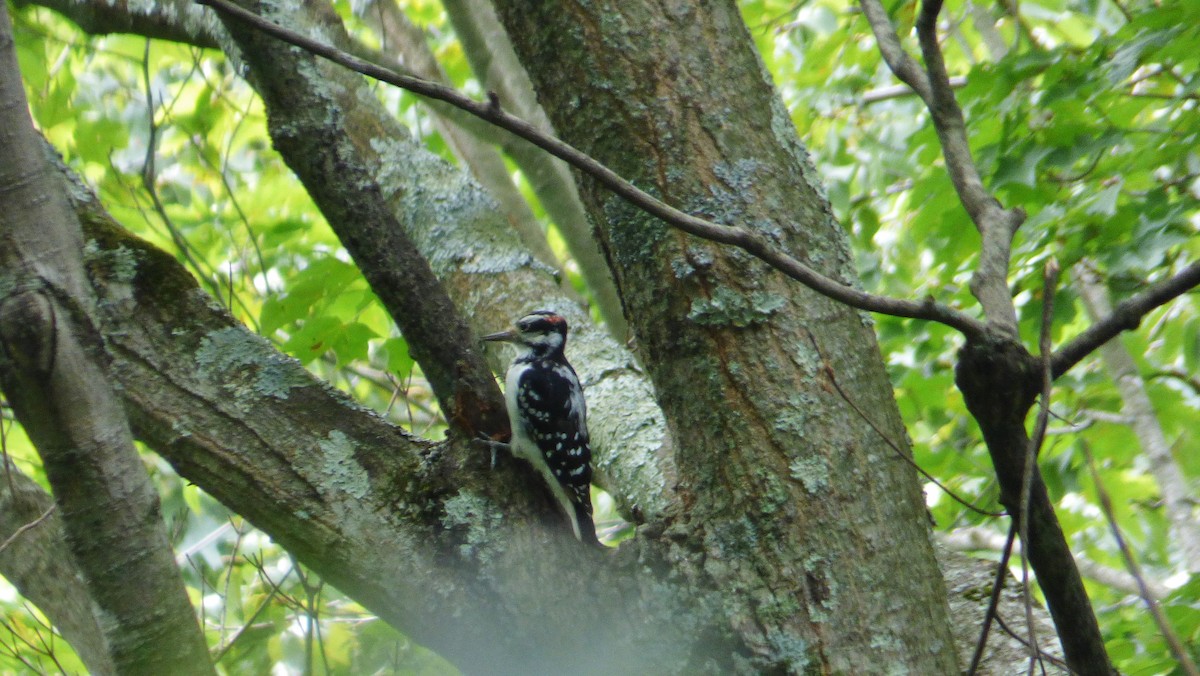 Hairy Woodpecker - Anonymous
