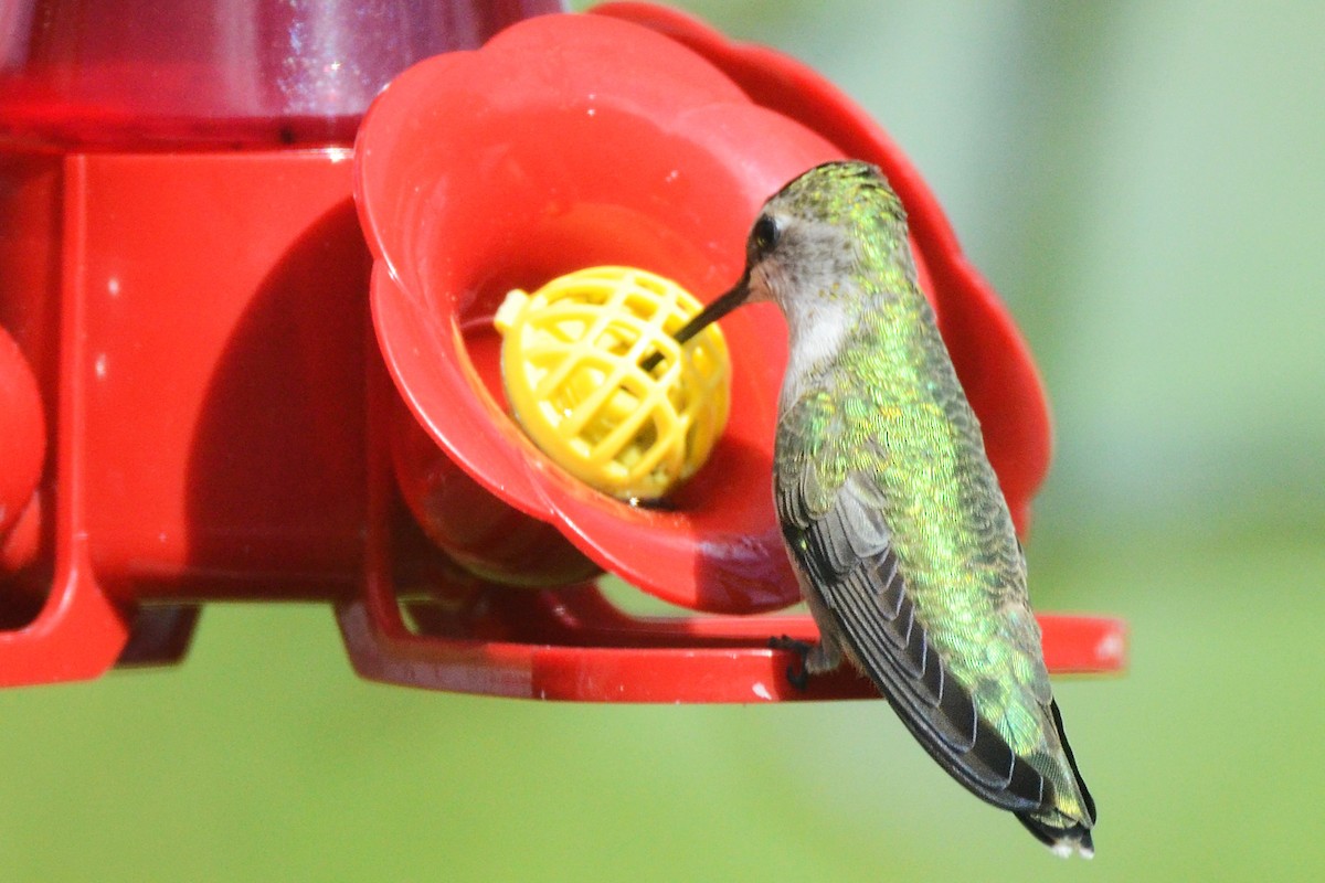 Black-chinned Hummingbird - ML342982681