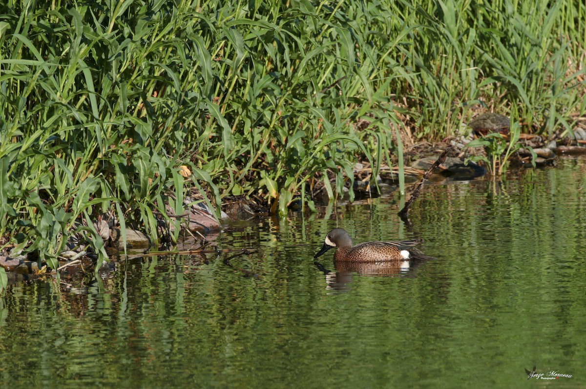 Blue-winged Teal - ML342984261