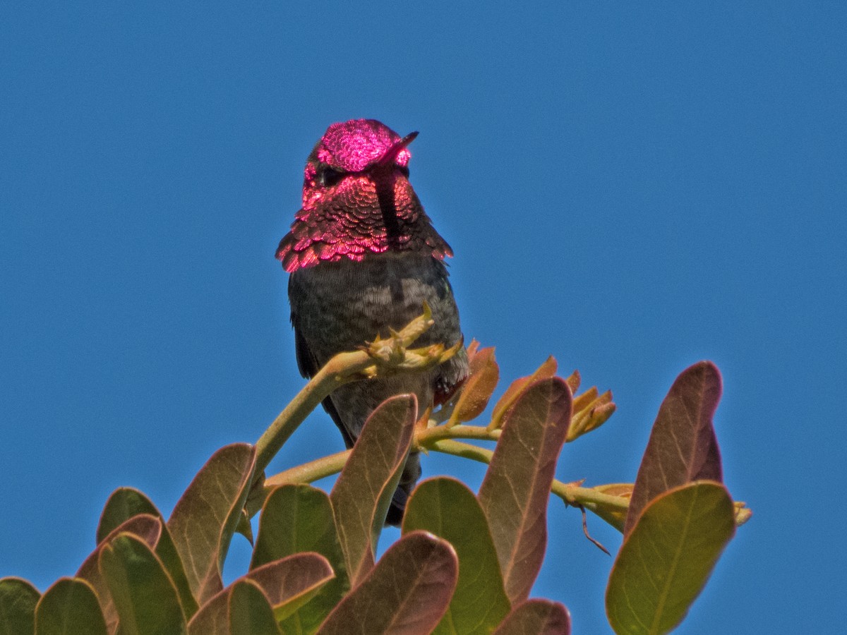 Anna's Hummingbird - Glenn Kincaid:GreenBigYear