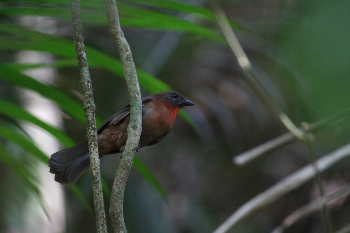 Red-throated Ant-Tanager (Red-throated) - ML34299001