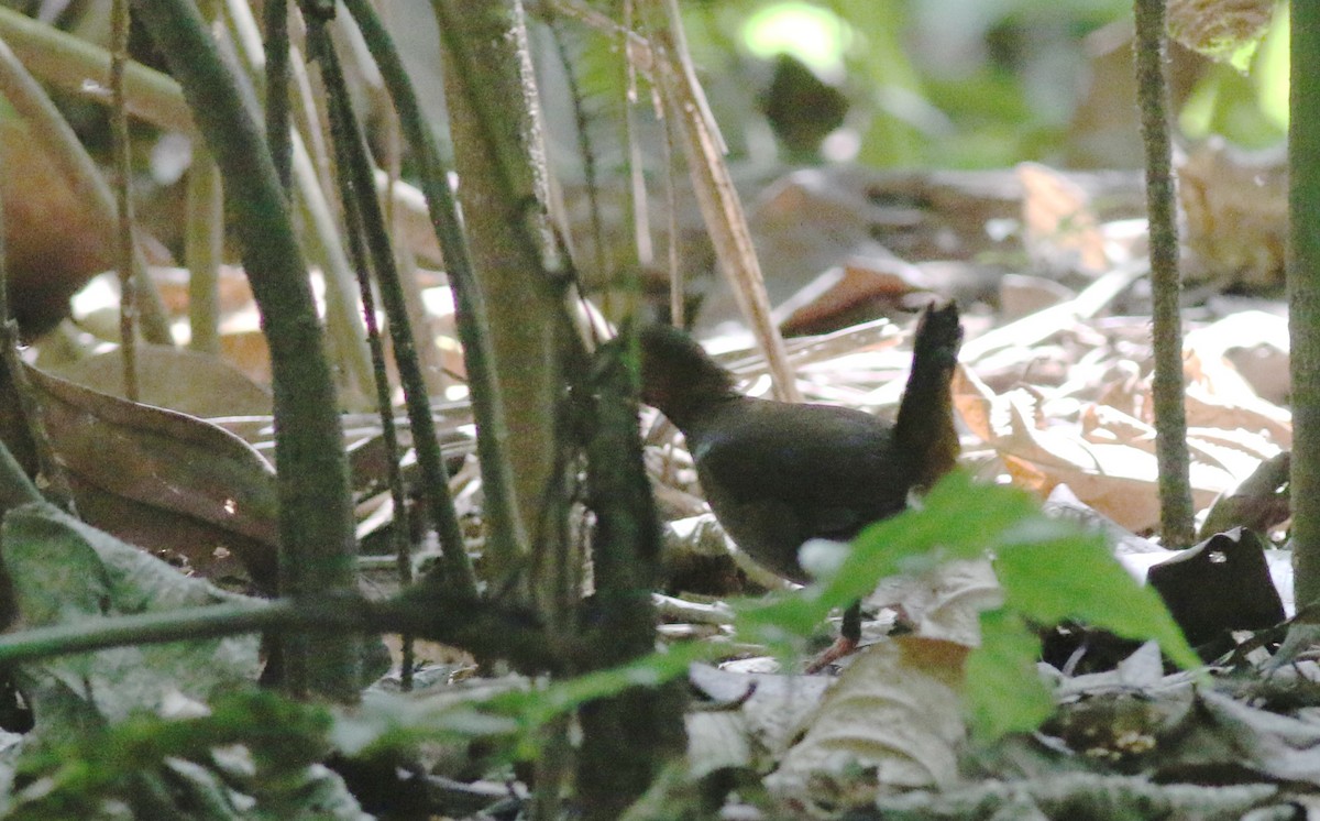 Black-faced Antthrush (Central American) - ML34299211