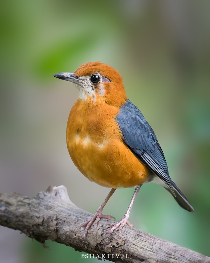 Orange-headed Thrush (Plain-winged) - eBird