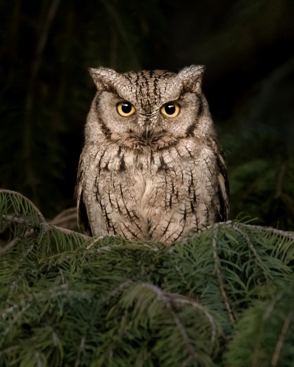 Eastern Screech-Owl - Brian Genge