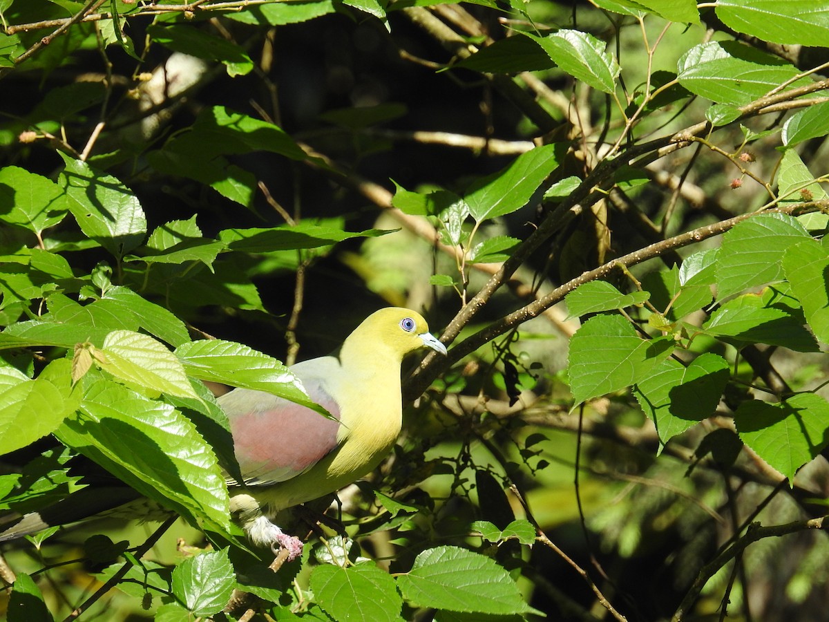 White-bellied Green-Pigeon - ML342994871