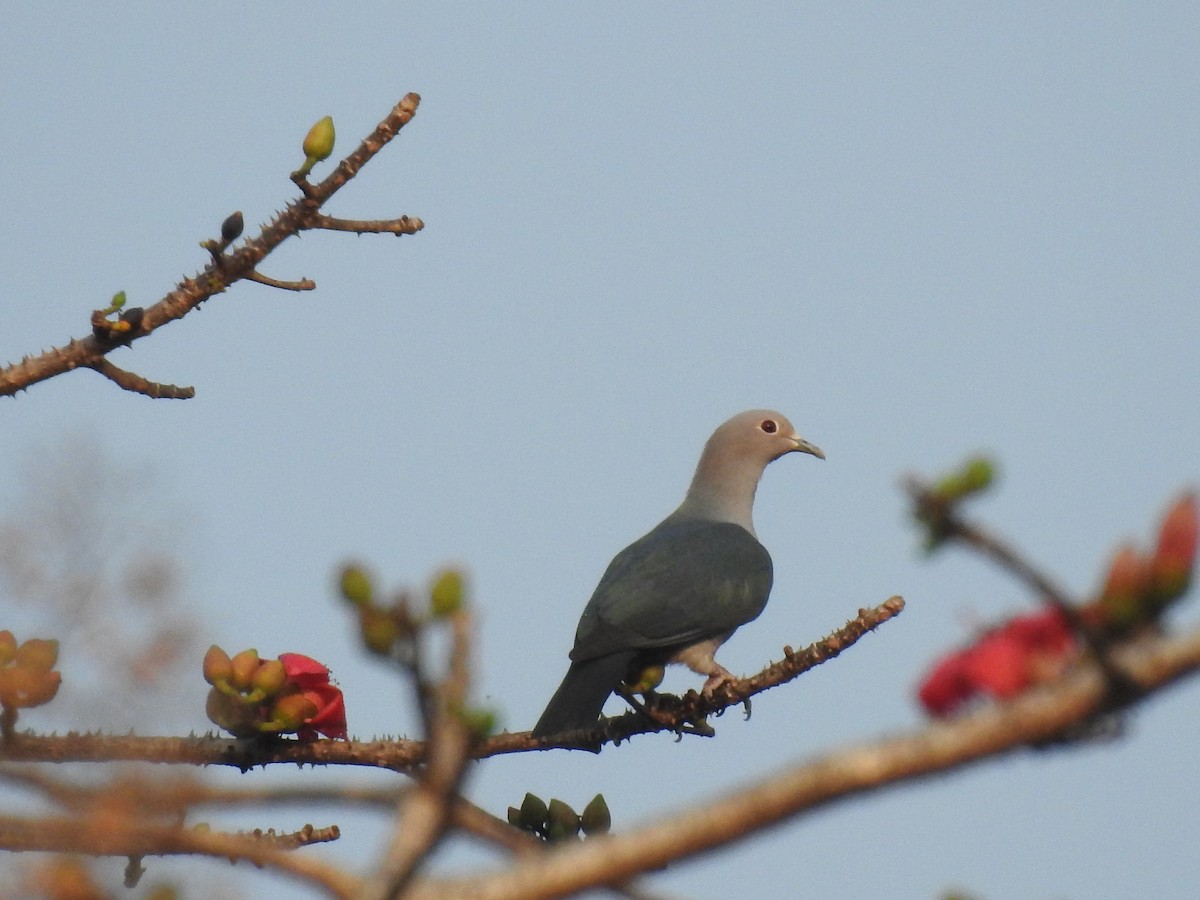 Green Imperial-Pigeon - Kalyani Kapdi