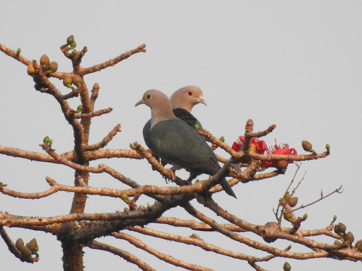 Green Imperial-Pigeon - ML342997331