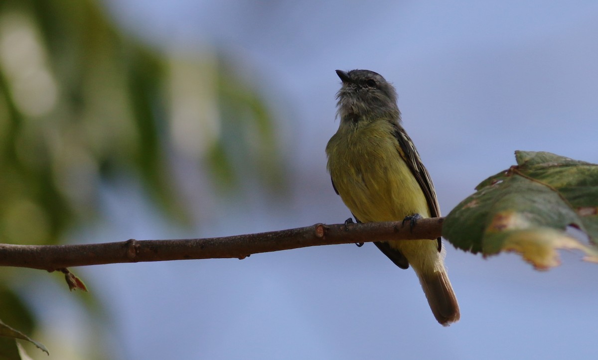 Yellow-crowned Tyrannulet - Oliver Burton