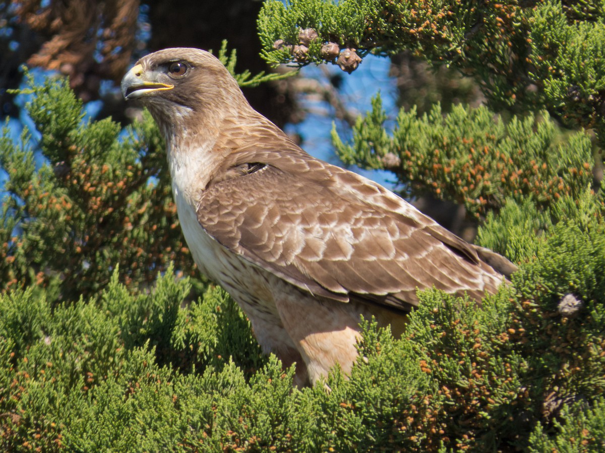 Red-tailed Hawk - ML34300311