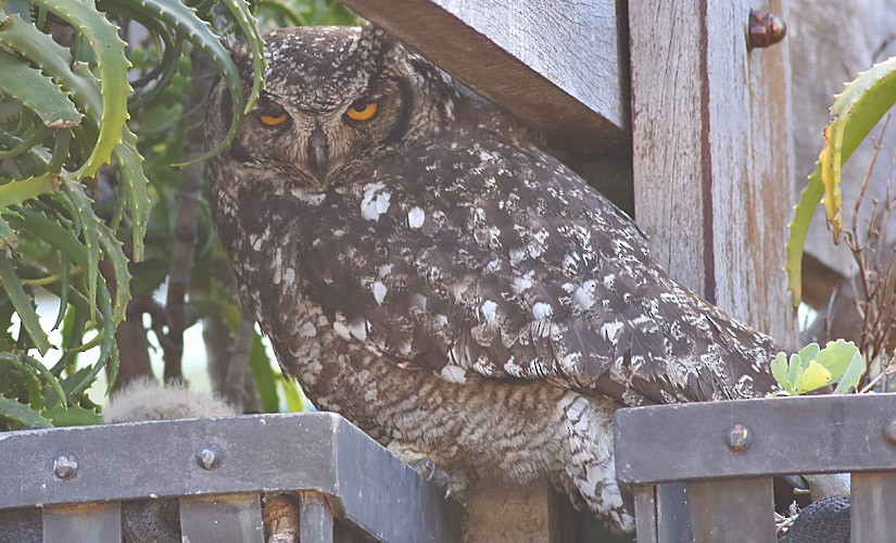 Spotted Eagle-Owl - Anonymous