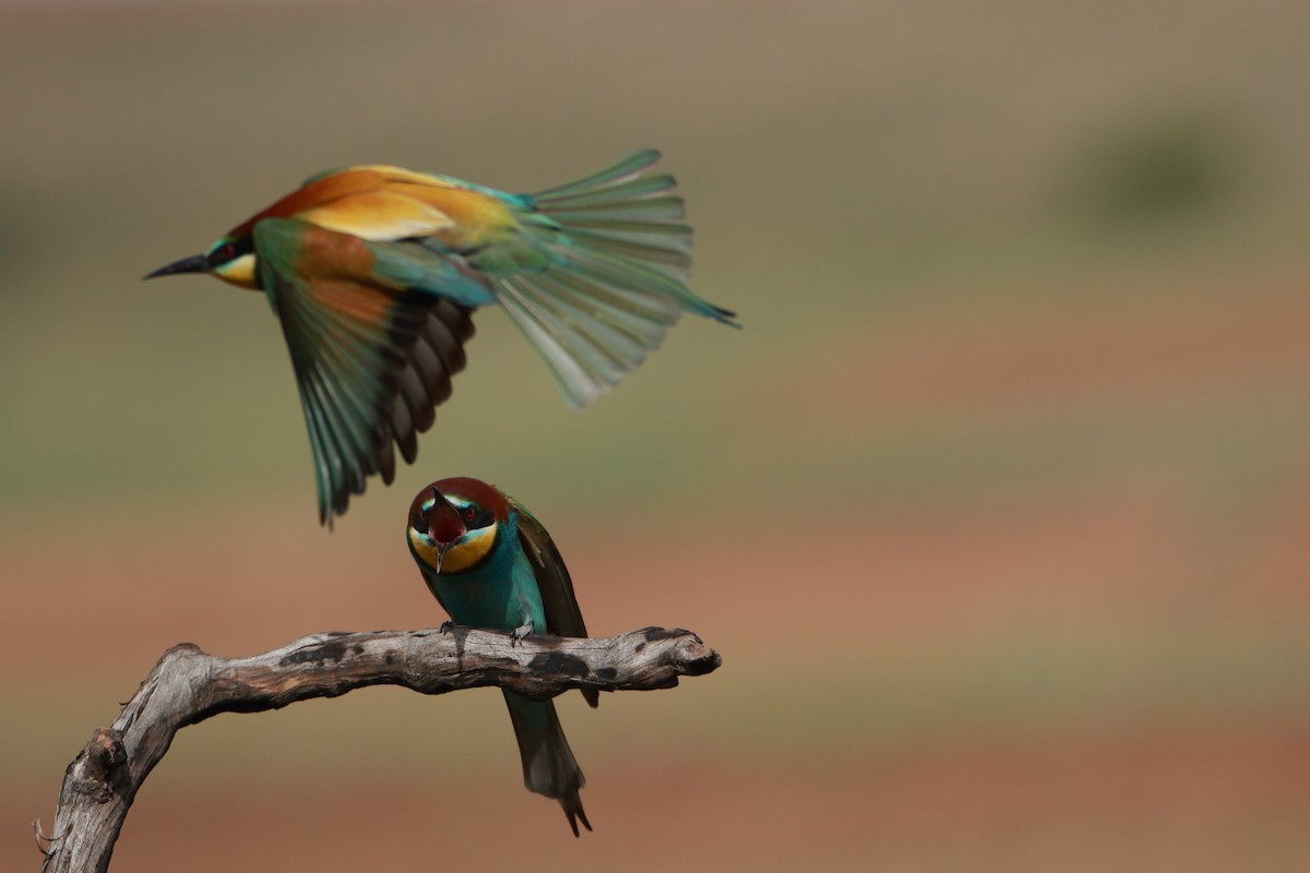 European Bee-eater - ML343015071