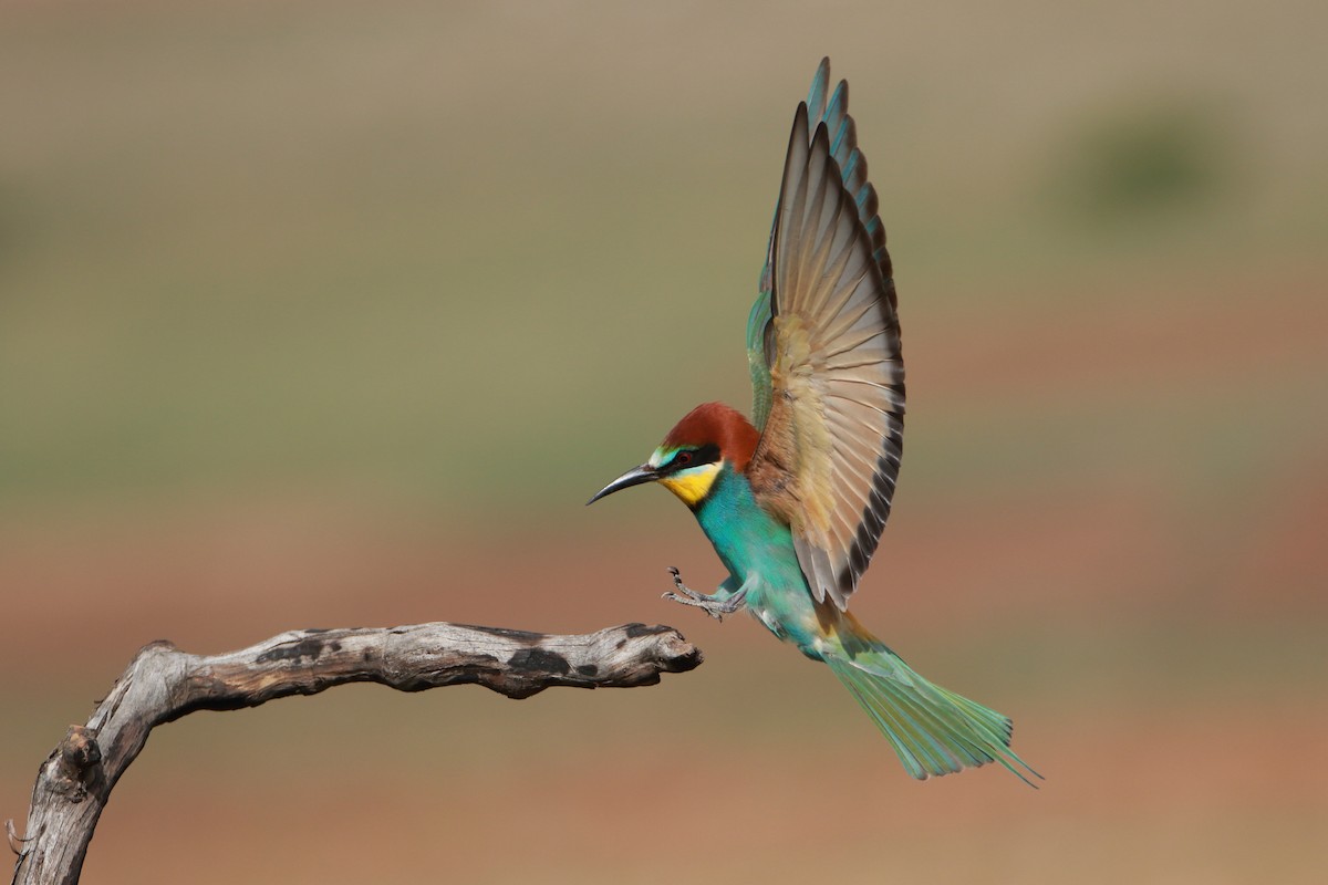 European Bee-eater - ML343015101