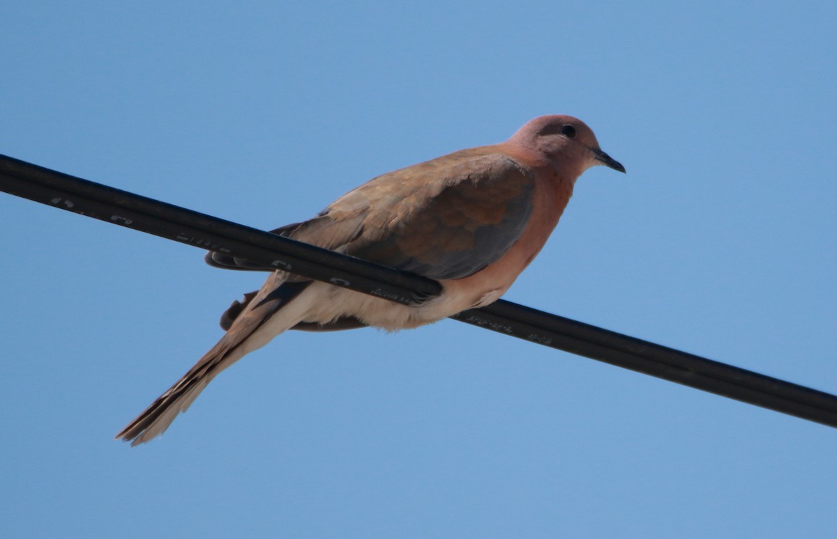 Laughing Dove - ML343016071