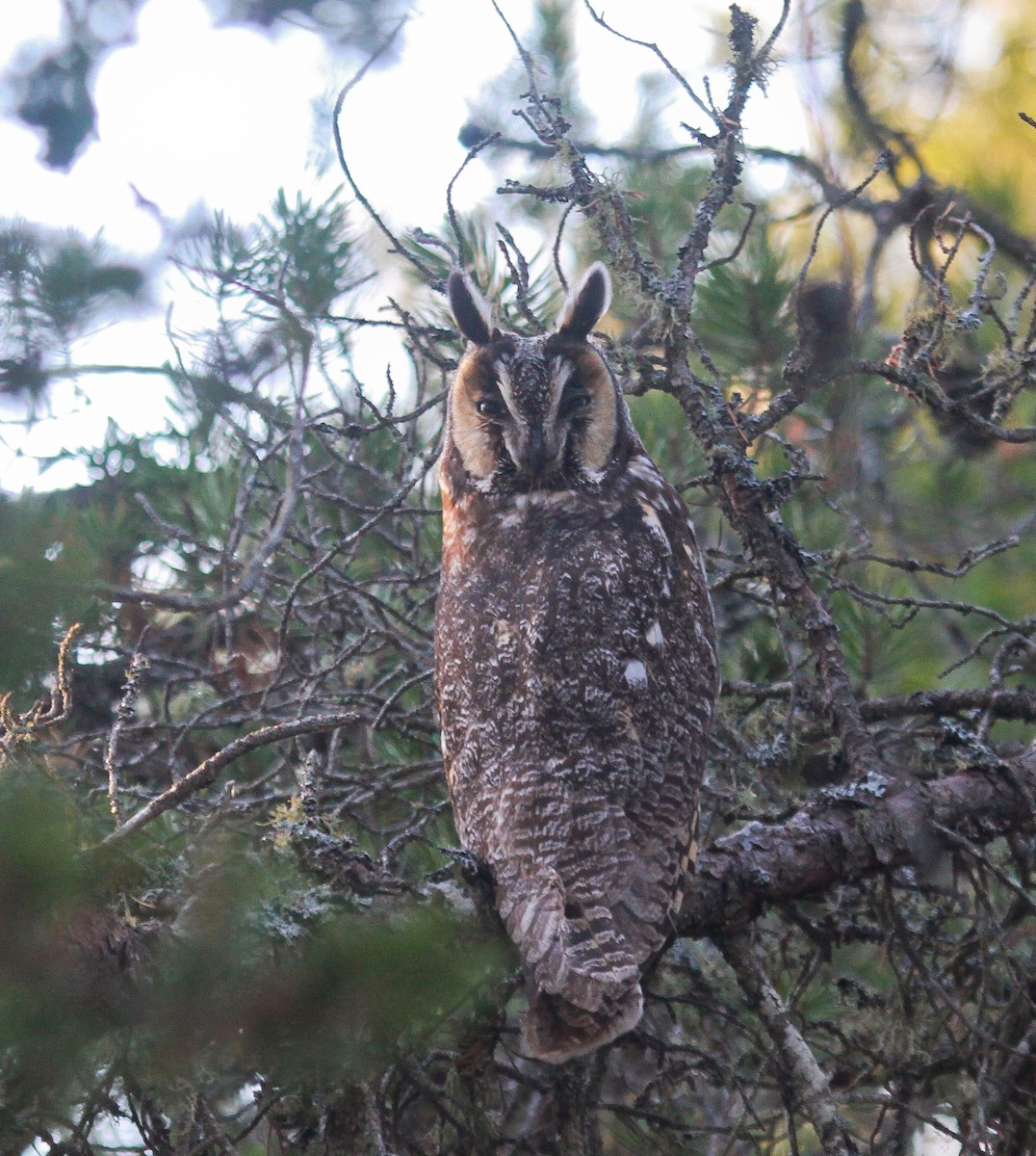 Long-eared Owl - Skye Haas