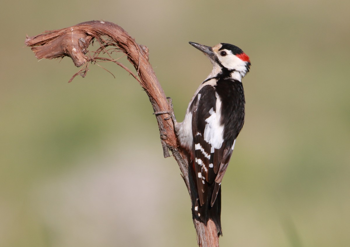 Syrian Woodpecker - ML343017071