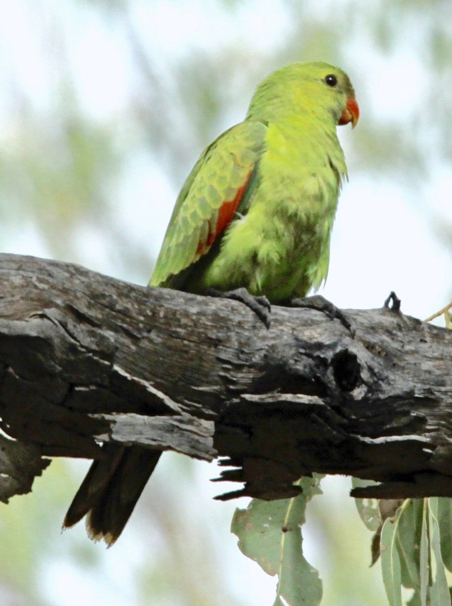 Red-winged Parrot - ML343017621