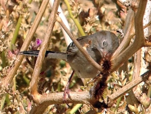 Field Sparrow - David Blue