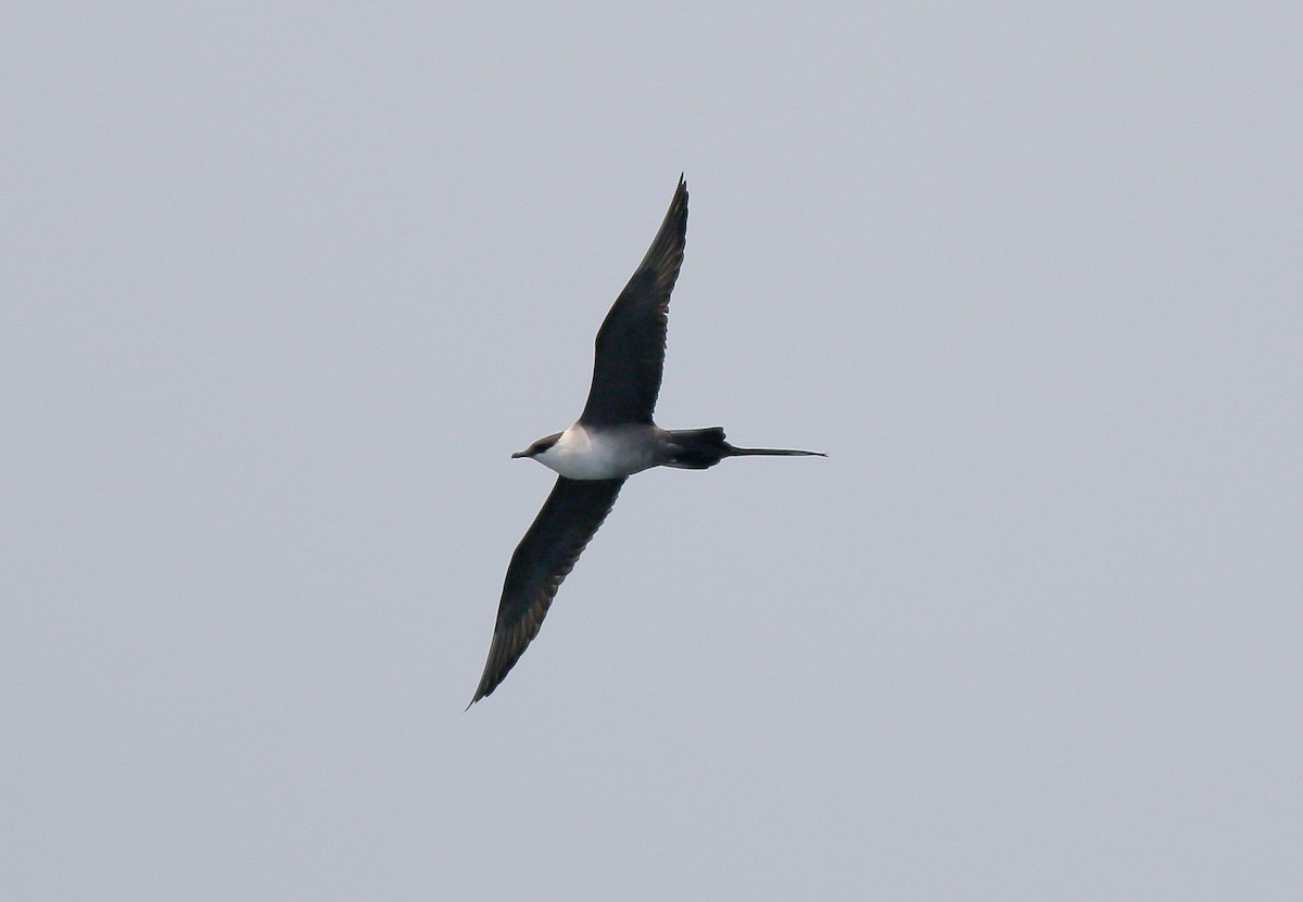 Long-tailed Jaeger - ML343018991