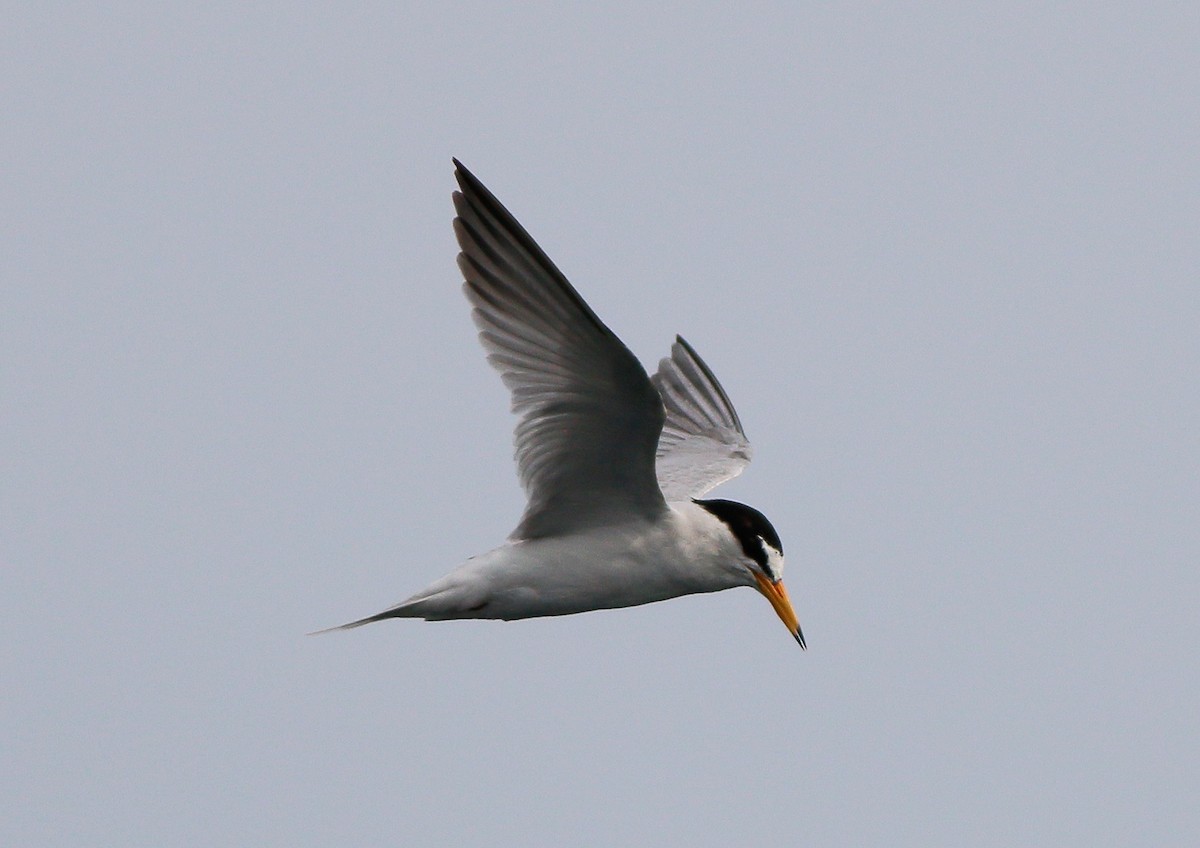 Little Tern - ML343019081