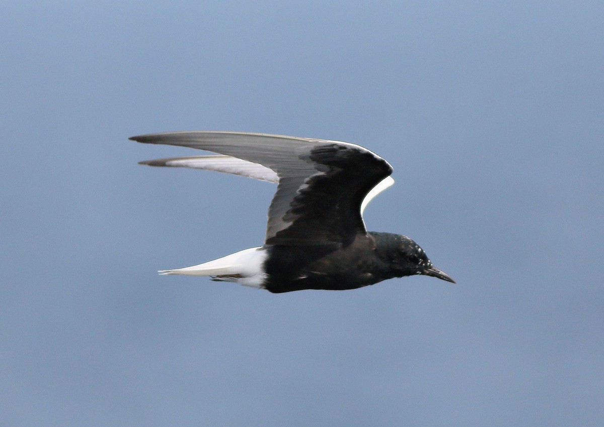 White-winged Tern - ML343019151