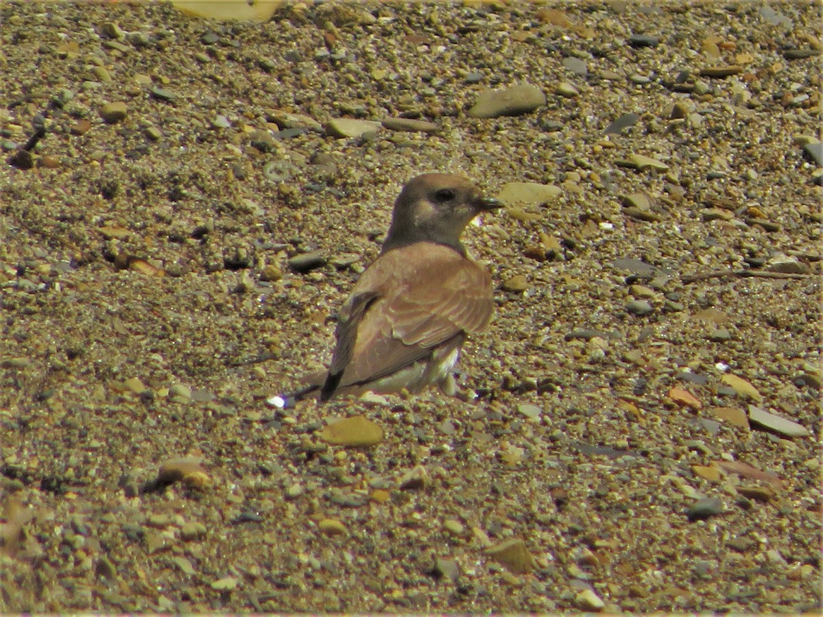Northern Rough-winged Swallow - ML343019691