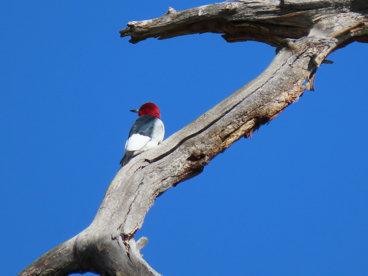 Red-headed Woodpecker - Peggy Stark