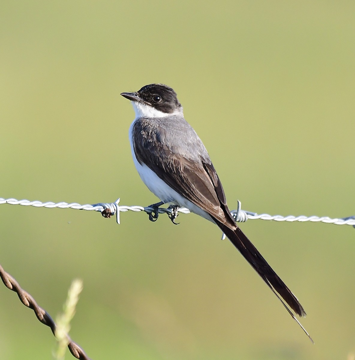Fork-tailed Flycatcher - George McHenry