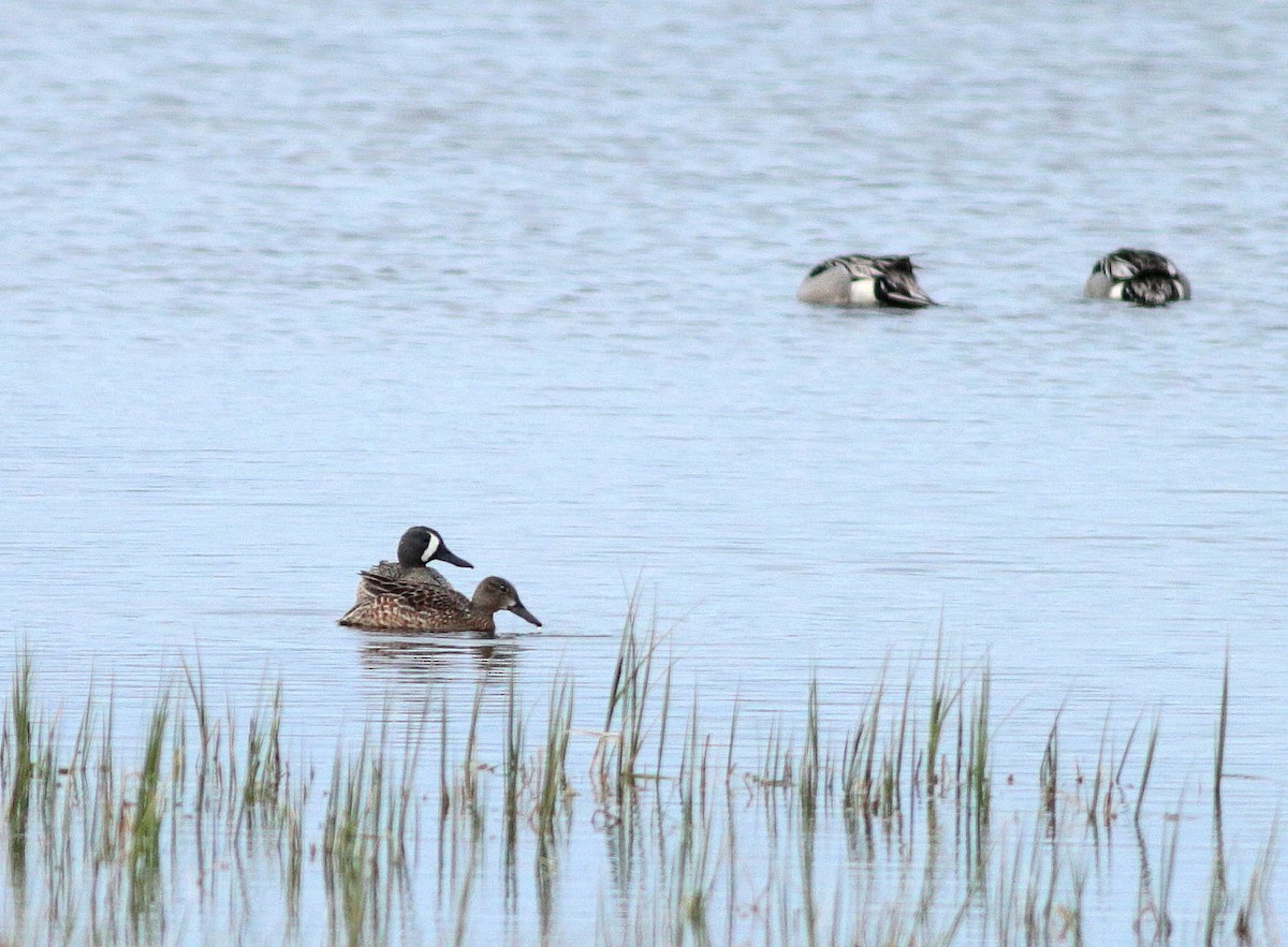 Blue-winged Teal - ML343027231