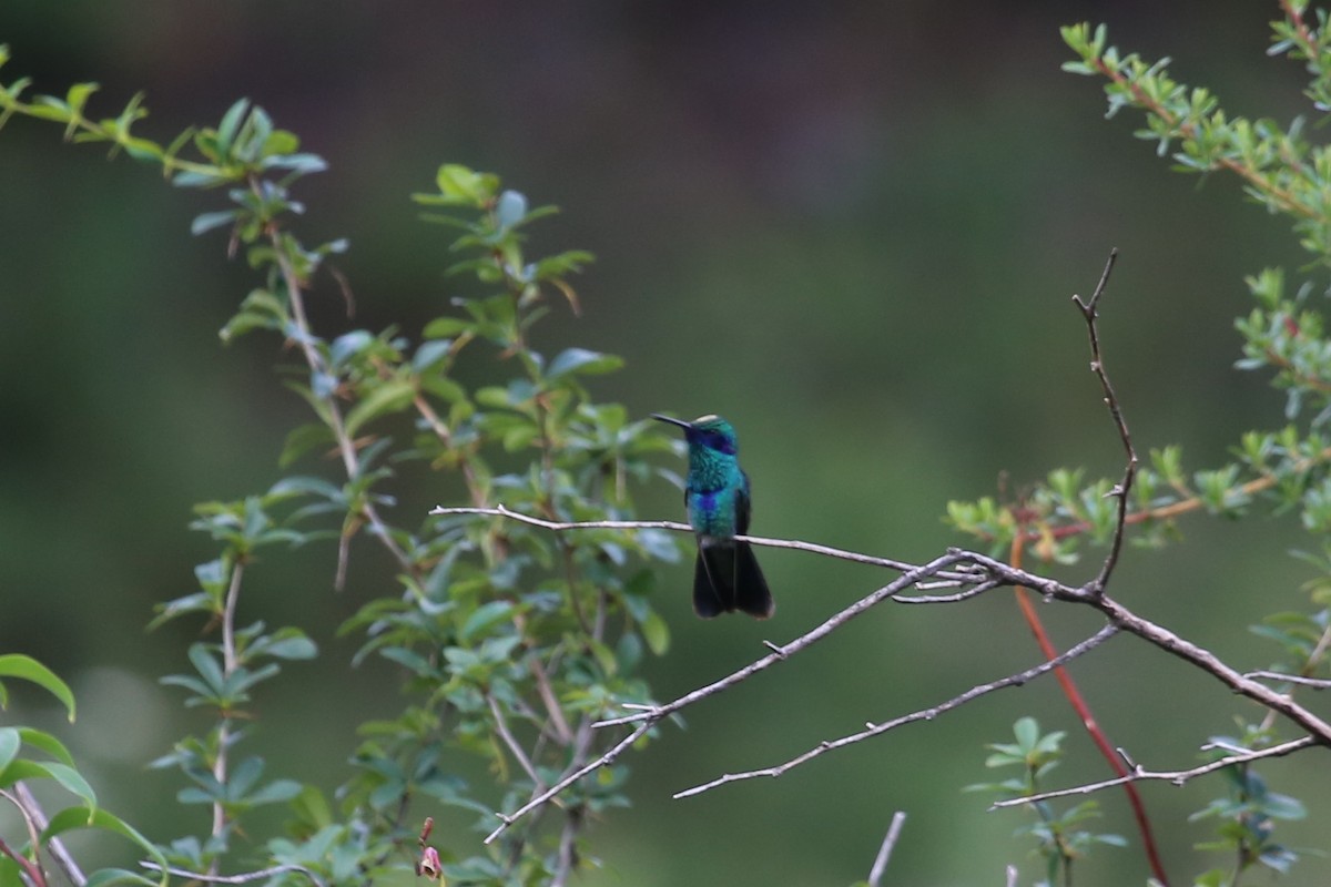 kolibřík modrolící - ML343028971