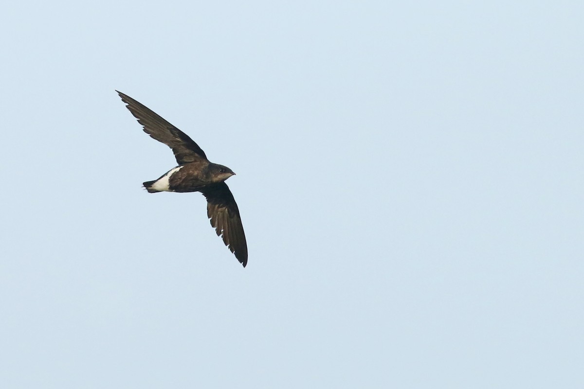 Silver-backed Needletail - ML343034311