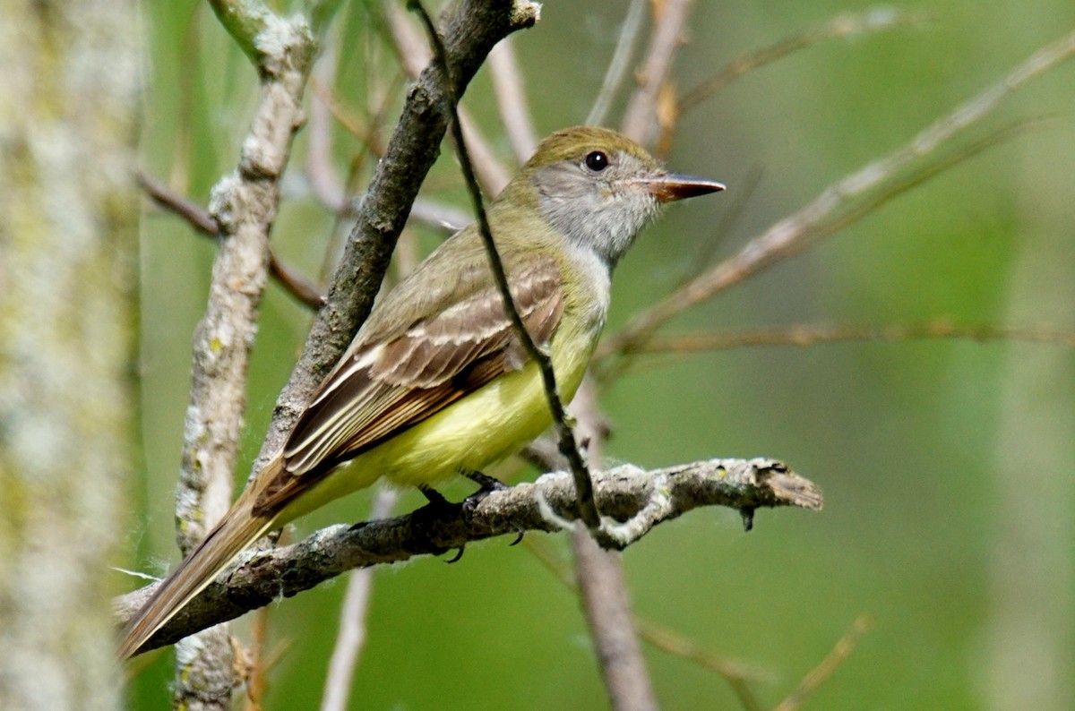 Great Crested Flycatcher - ML343040451