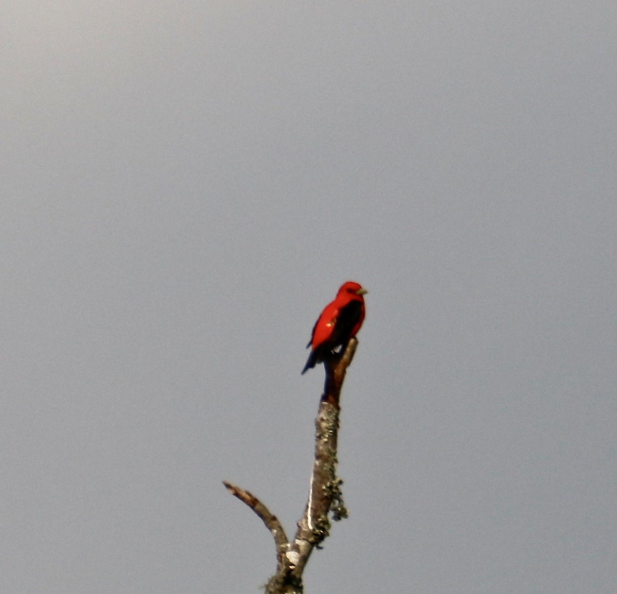Scarlet Tanager - ML343041911