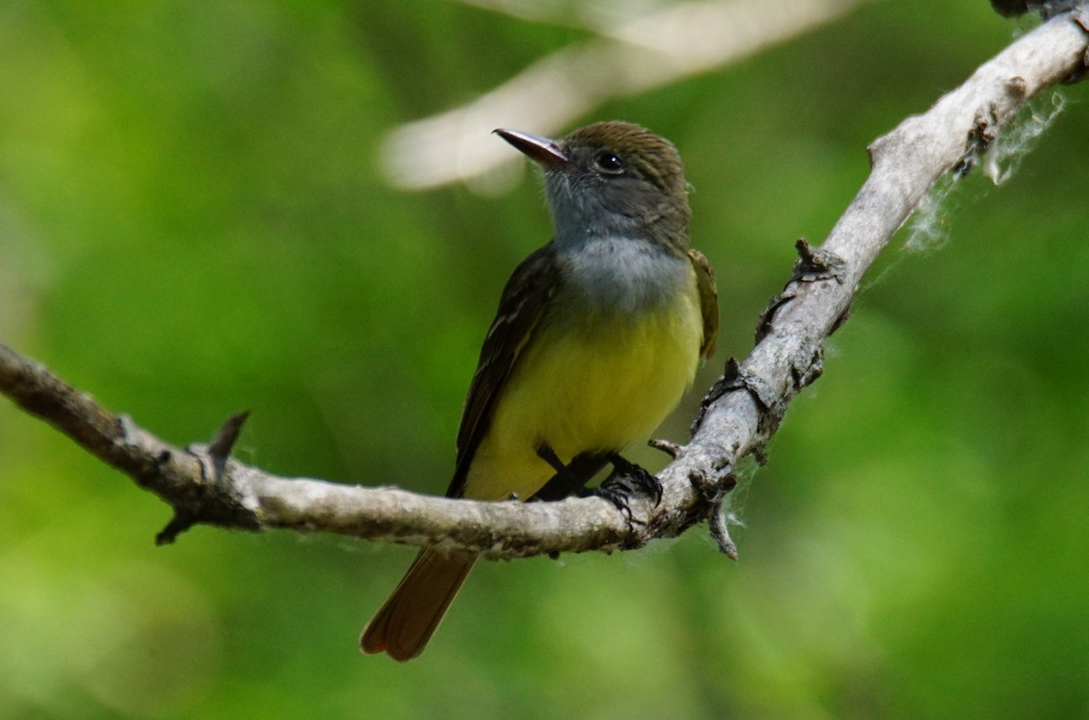 Great Crested Flycatcher - ML343041931