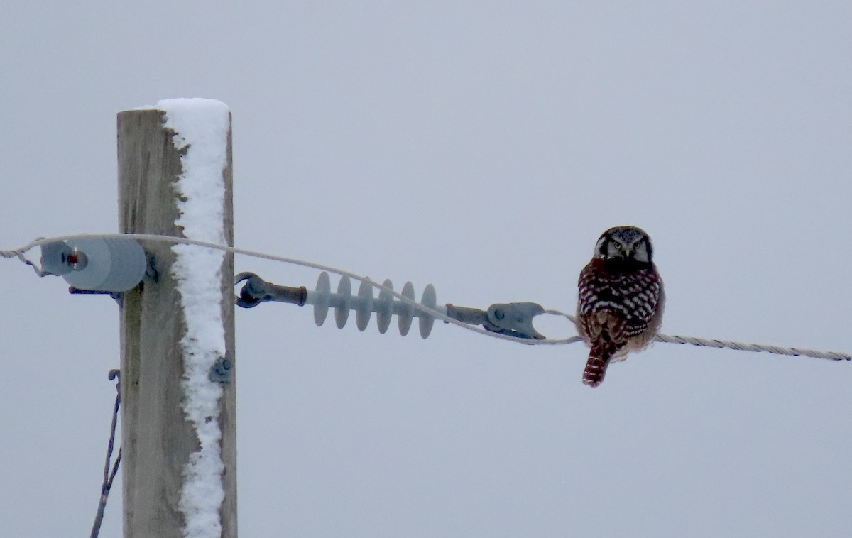 Northern Hawk Owl - ML343050071