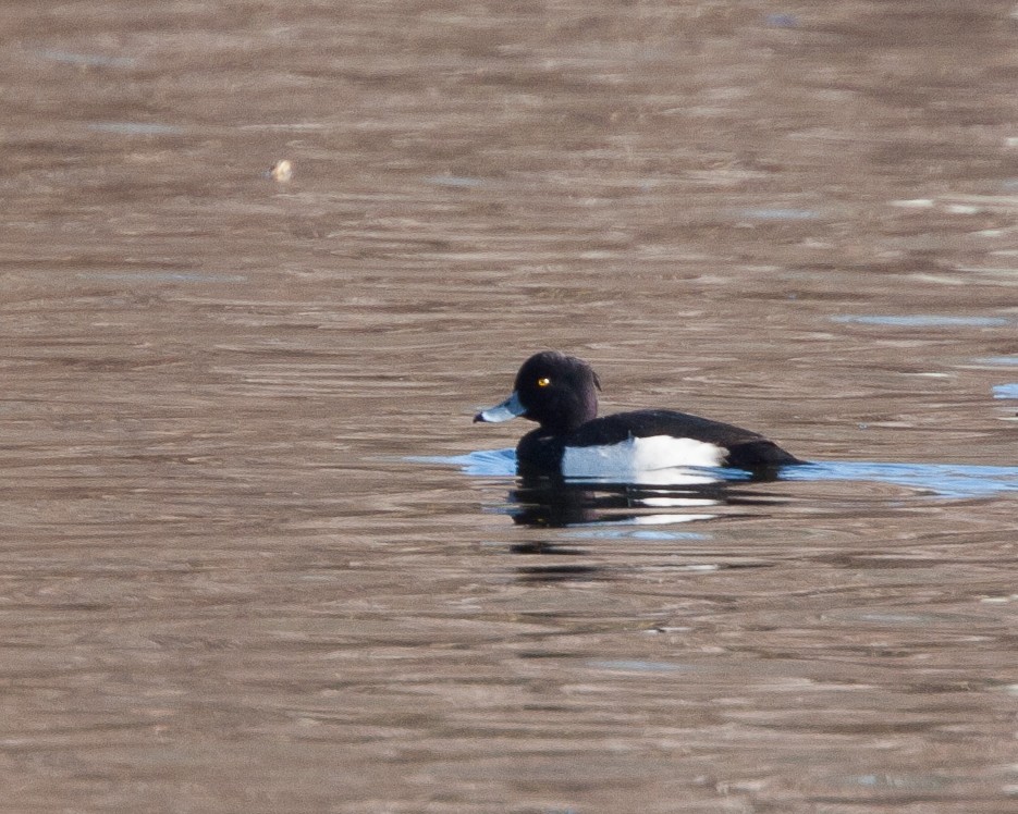 Tufted Duck - ML34305251