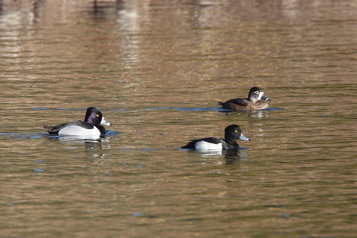 Tufted Duck - ML34305321