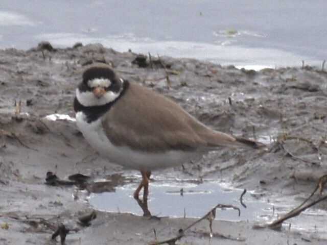 Semipalmated Plover - ML343057181