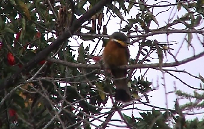 Cinnamon-chested Bee-eater - Josep del Hoyo